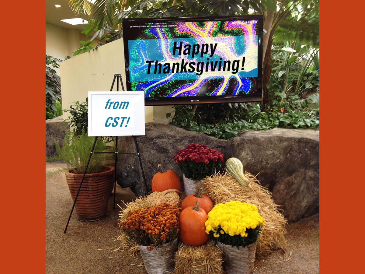 CSTよりHappy Thanksgiving！